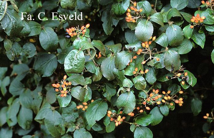 Viburnum carlcephalum 'Cayuga'