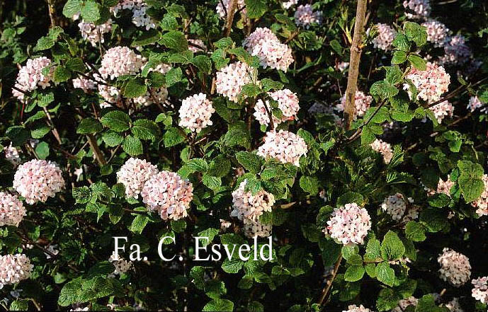 Viburnum carlesii 'Diana'