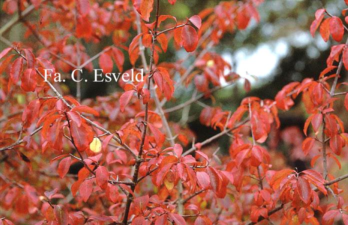 Viburnum cassinoides 'Sear Charm'