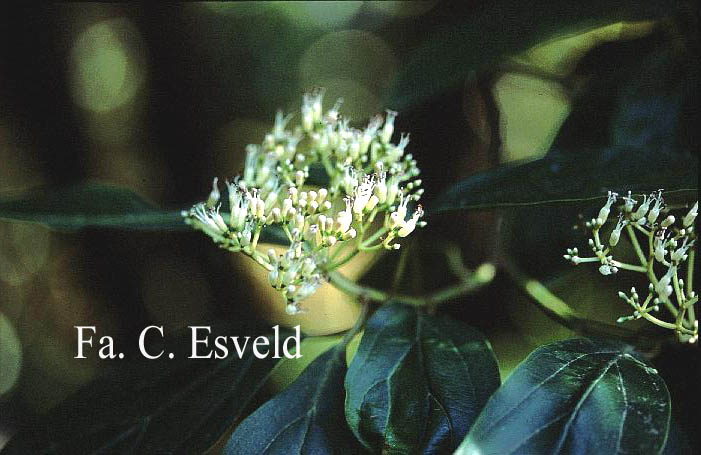 Viburnum cylindricum