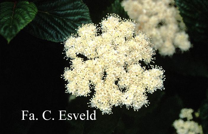 Viburnum dentatum 'Morton' (NORTHERN BURGUNDY)