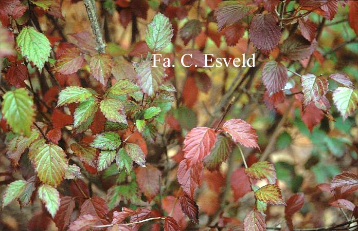 Viburnum dentatum 'Pathfinder'