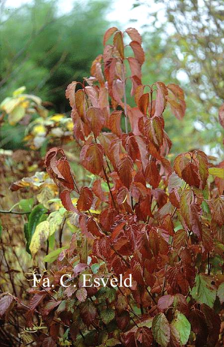 Viburnum dentatum var. lucidum