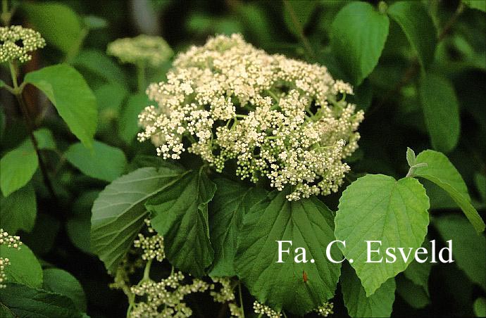 Viburnum dilatatum 'Erie'