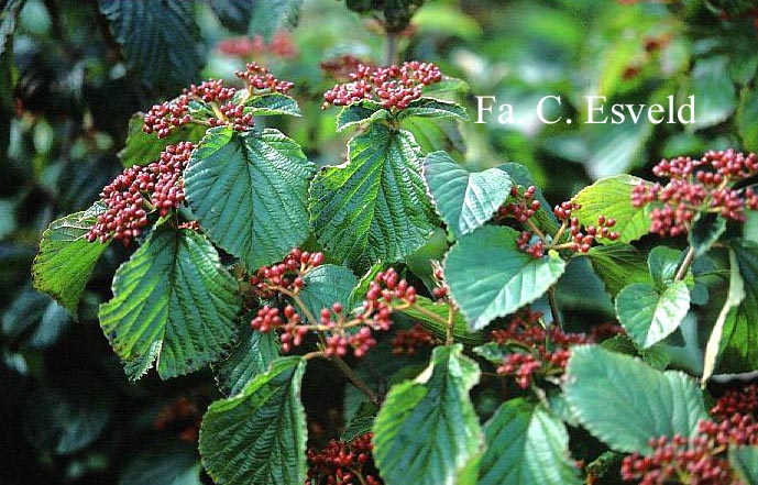 Viburnum dilatatum 'Ineke'
