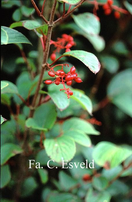 Viburnum erubescens gracilipes