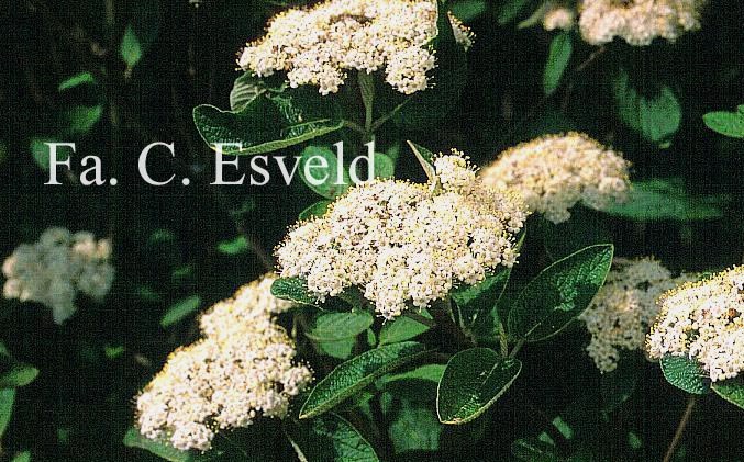 Viburnum lantana 'Candy'