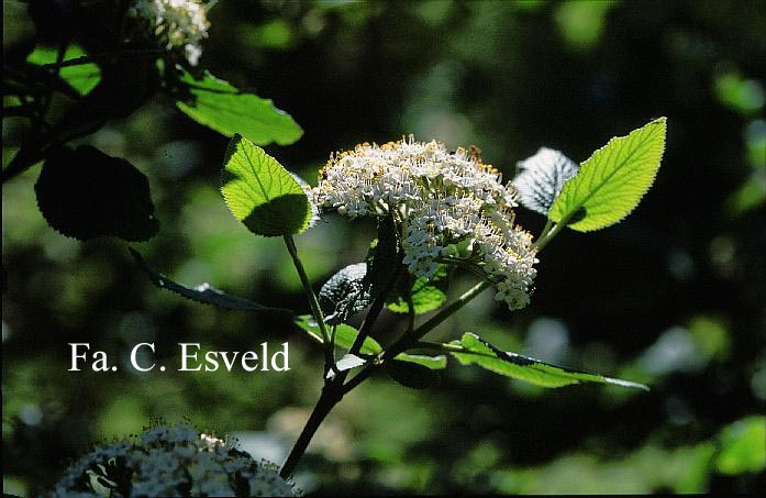 Viburnum lantana 'Lanceolatum'