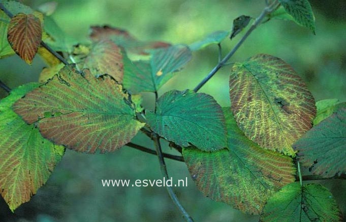 Viburnum lantanoides