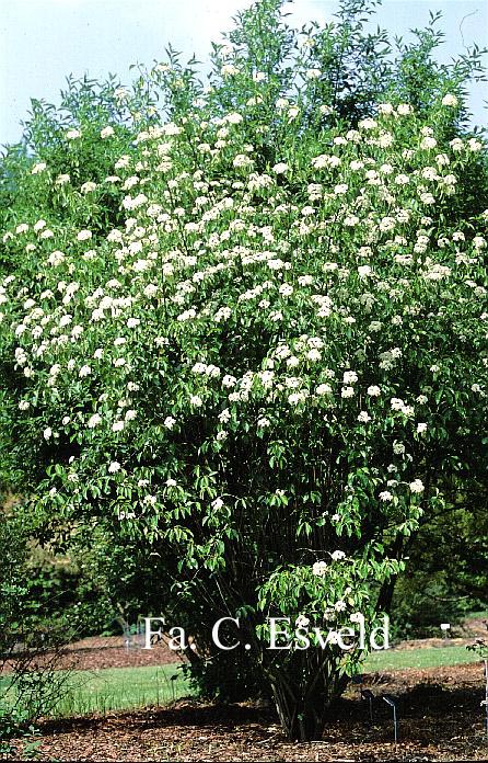 Viburnum lentago