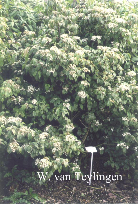Viburnum lobophyllum