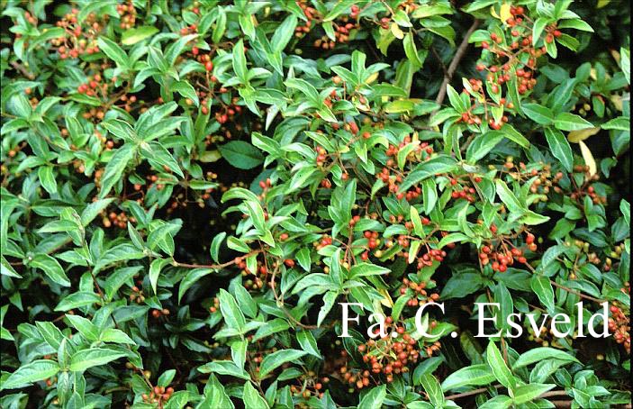 Viburnum luzonica var. oblongum