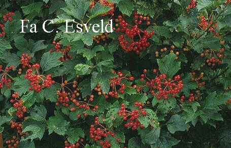 Viburnum opulus 'Compactum'