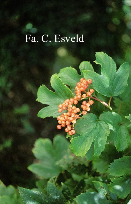 Viburnum opulus var. calvescens