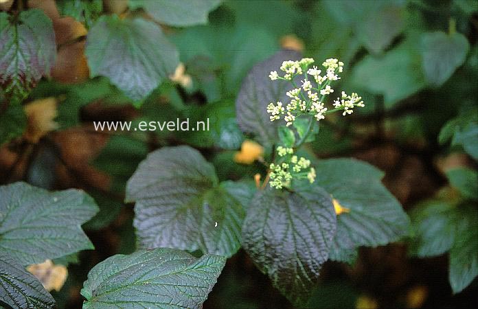 Viburnum orientale