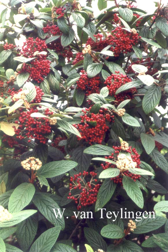 Viburnum rhytidophyllum 'Dart's Duke' (INTERDUKE)
