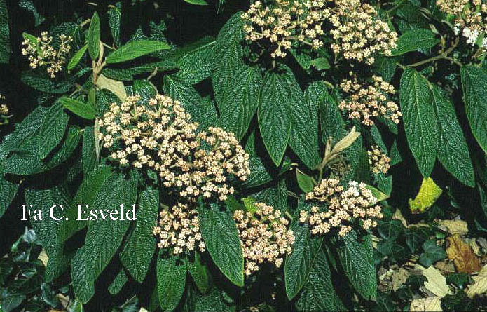 Viburnum rhytidophyllum 'Superb'