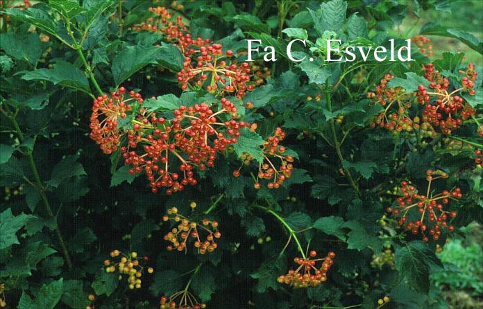 Viburnum sargentii