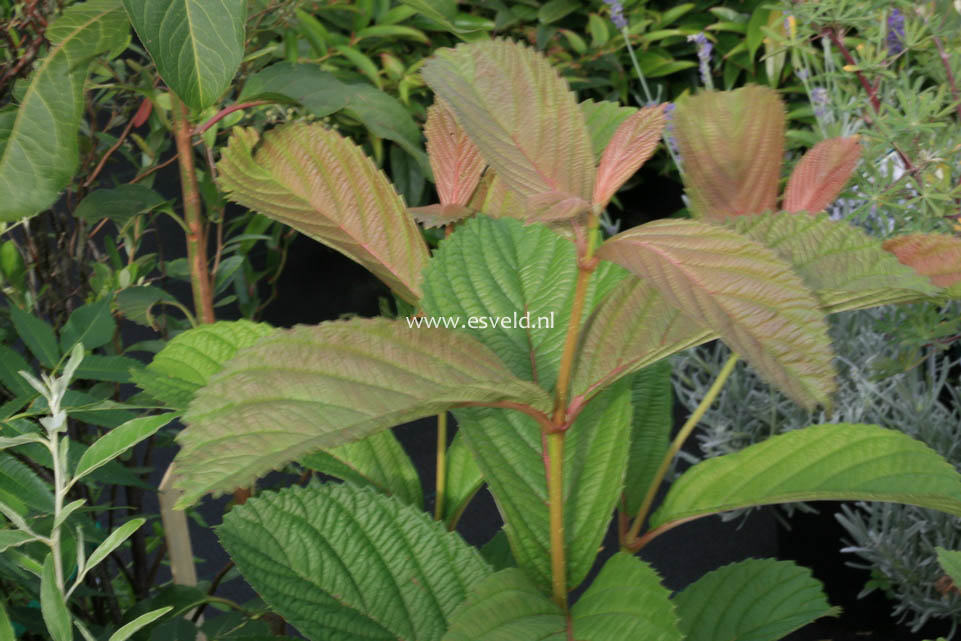 Viburnum sieboldii 'Caroline'