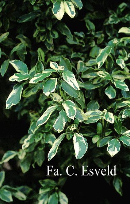 Viburnum tinus 'Variegatum'