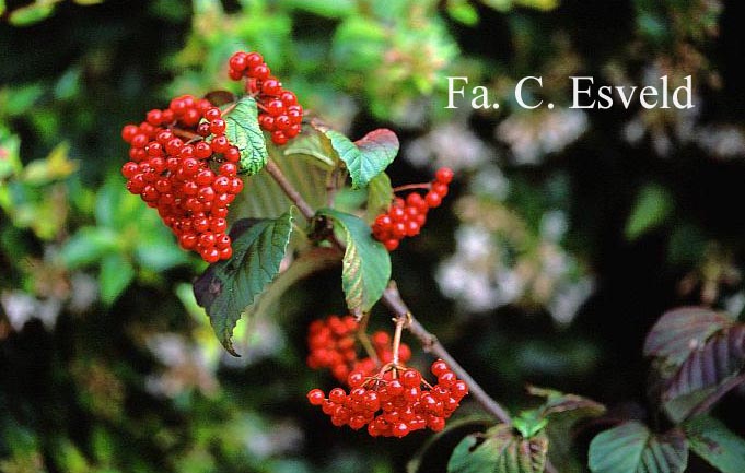 Viburnum wrightii hessei