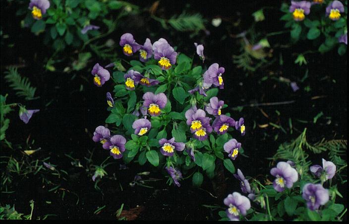 Viola cornuta