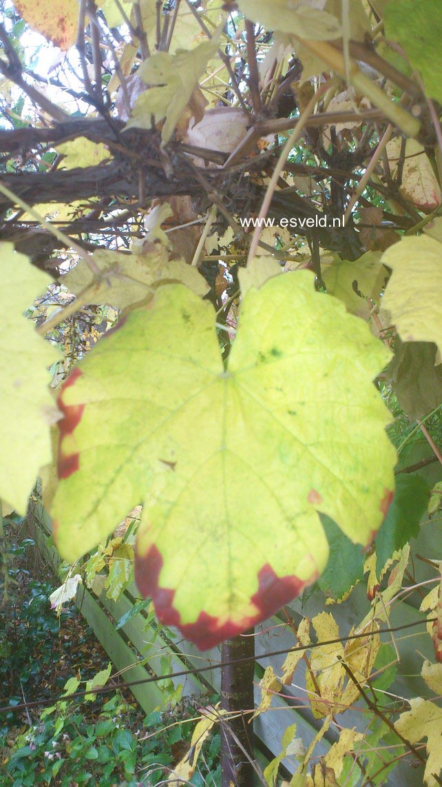 Vitis vinifera 'Boskoop Glory'