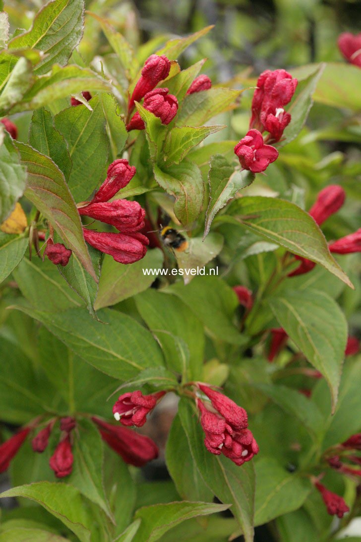 Weigela 'Red Prince'