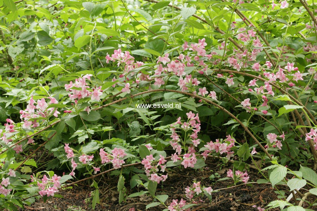 Weigela 'Rosea'