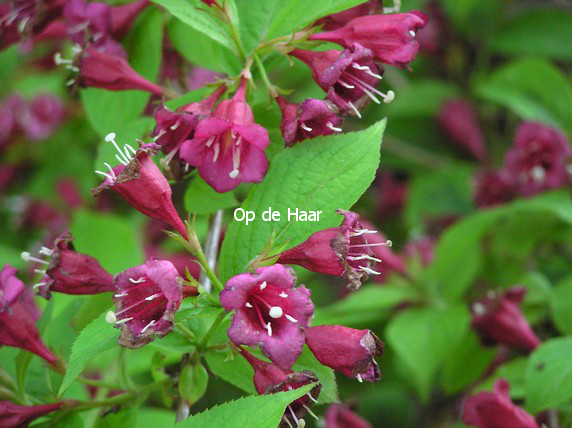 Weigela 'Rumba'