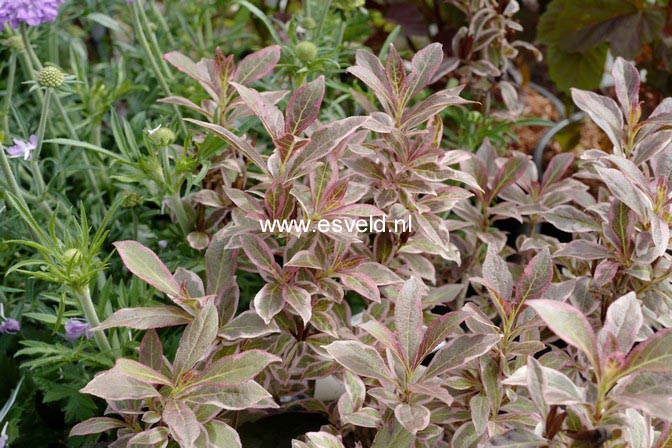 Weigela florida 'Verweig 8' (ALL SUMMER MONET