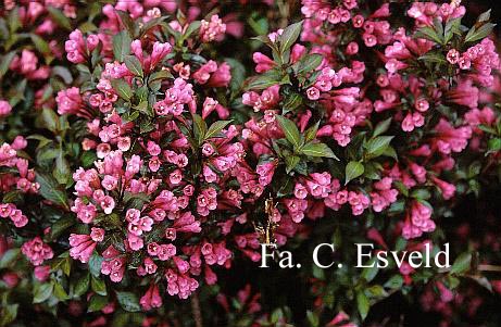 Weigela florida 'Victoria'