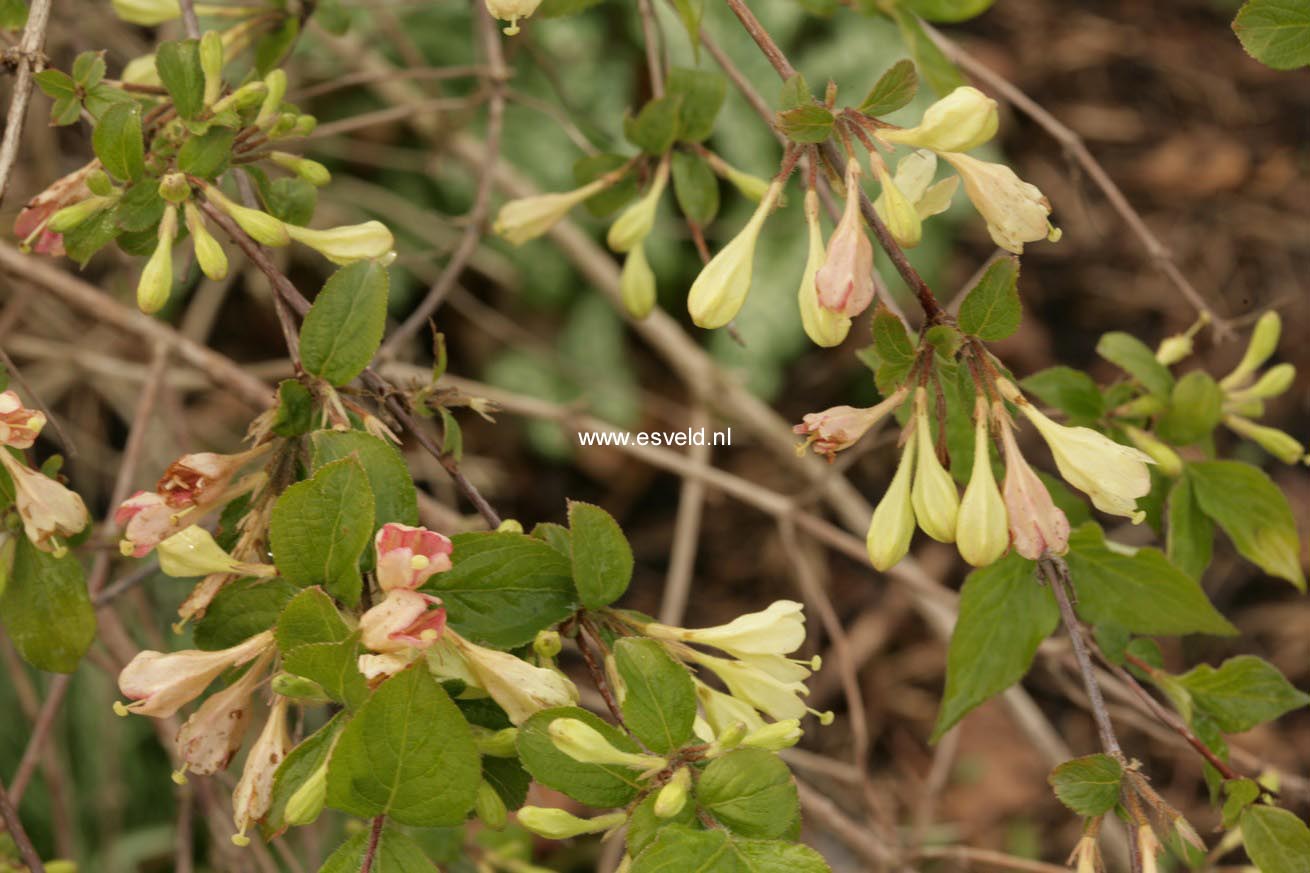 Weigela subsessilis