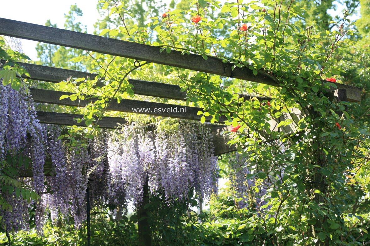 Wisteria floribunda 'Lawrence'