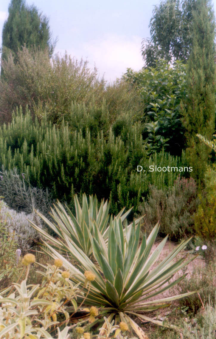 Yucca gloriosa 'Variegata'