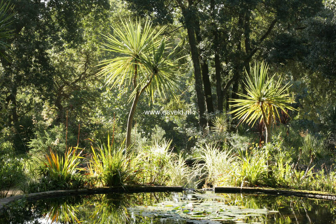 Yucca gloriosa