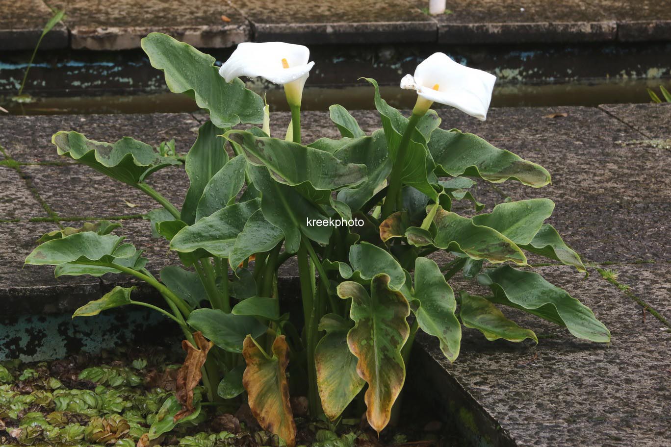 Zantedeschia aethiopica