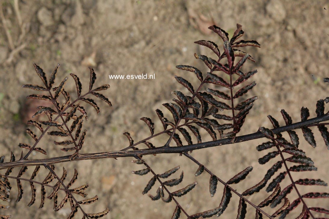 Zanthoxylum piperitum