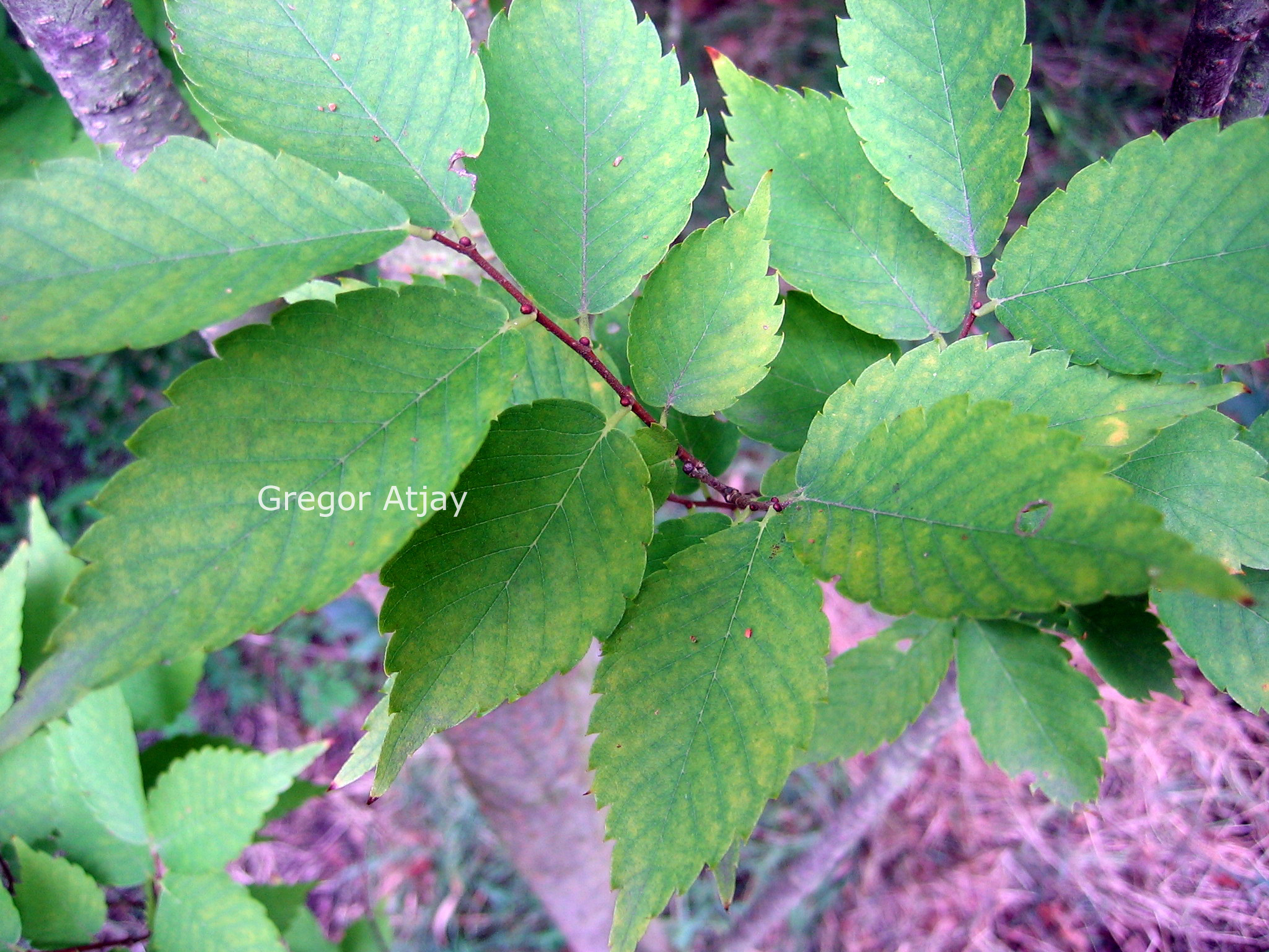 Zelkova serrata 'Fastigiata'