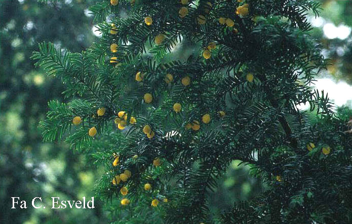 Taxus baccata 'Lutea'