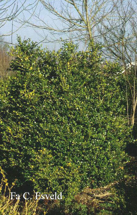 Buxus microphylla 'Belvedere' (5416)