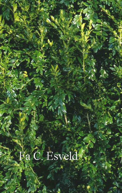 Buxus sinica 'Tall Boy' (5433)