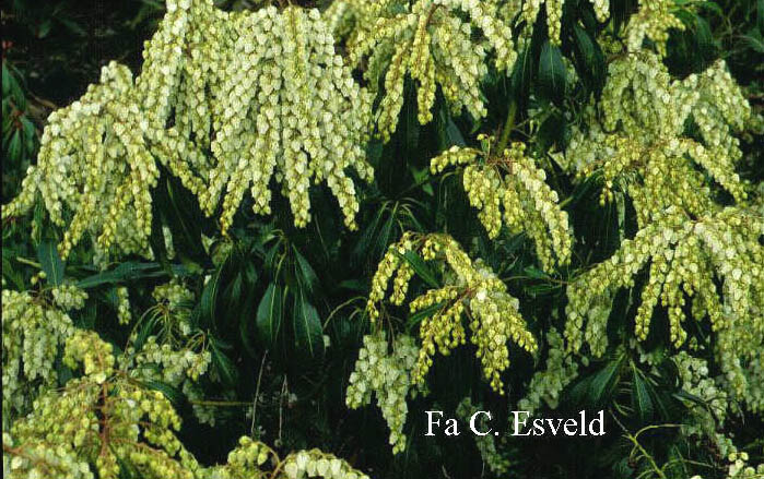 Pieris japonica 'Scarlett o'Hara'