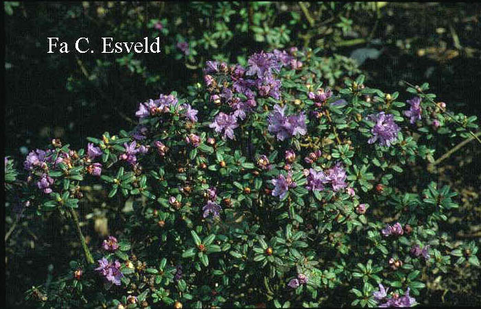 Rhododendron intricatum