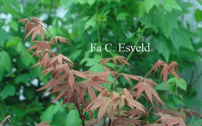 Acer palmatum 'Shishi yatsubusa' (5985)