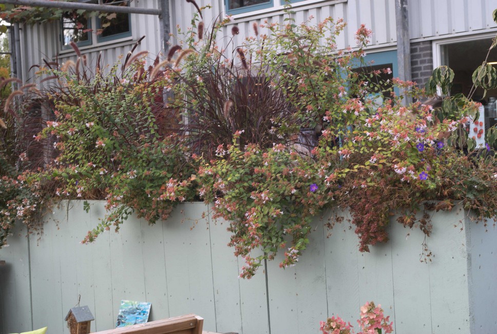 Abelia grandiflora 'Abelops02' (MYSTIC DAYDREAM)