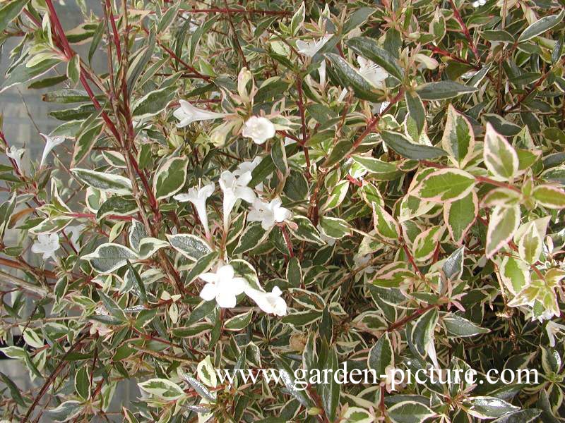 Abelia grandiflora 'Conti' (CONFETTI)