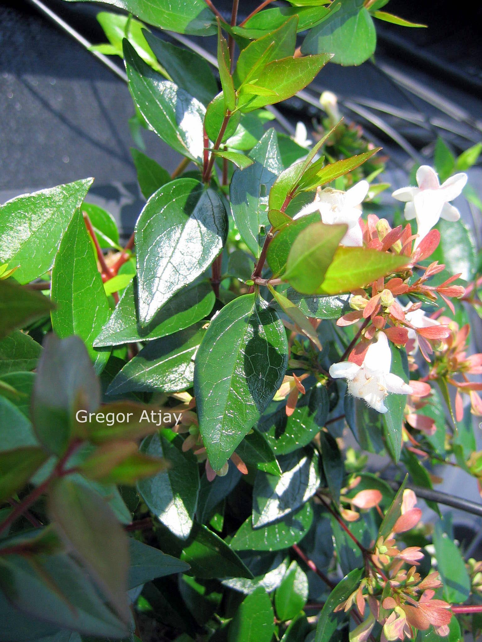 Abelia grandiflora 'Nanna'