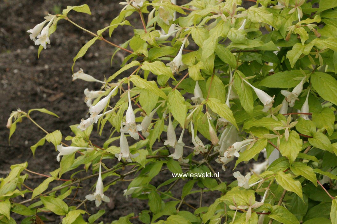 Abelia tetrasepala