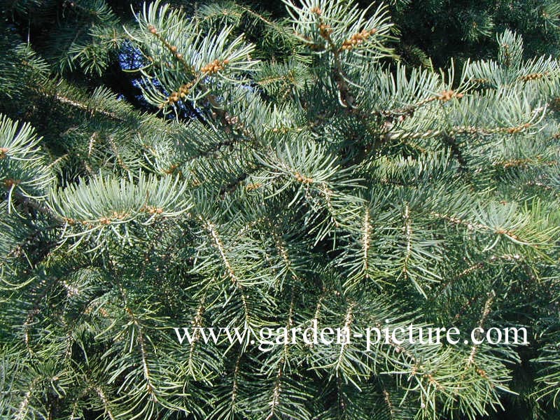 Abies concolor